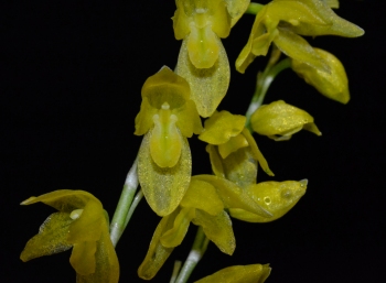 <i>Pleurothallis ghiesbreghtiana</i> vaso